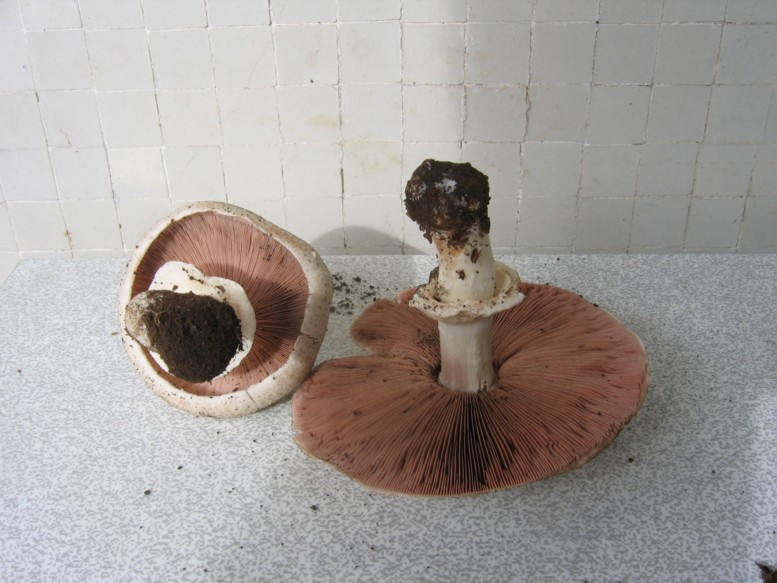 Doccia di Agaricus praeclaresquamosus